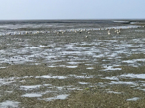 东港双峰岛滩涂上的海鸥