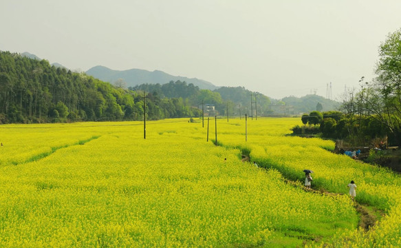 油菜花田