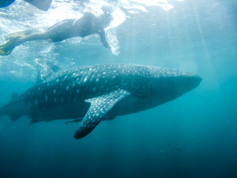 菲律宾董索跟鲸鲨一起游泳