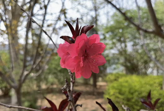 夏季碧桃