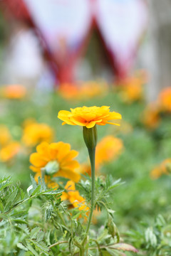 万寿菊花素材图