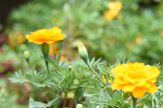 万寿菊菊花花卉素材