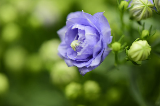 洋桔梗鮮花