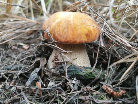 野生菌蘑菇大脚菇