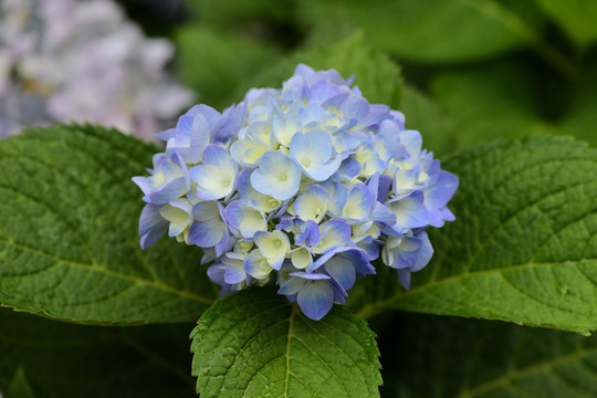 绣球花花卉背景素材