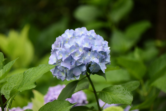 绣球花背景素材粉色绣球