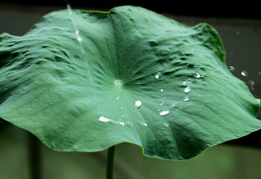 水珠洒落再荷叶上