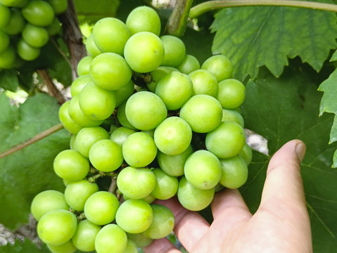 果园青涩的葡萄