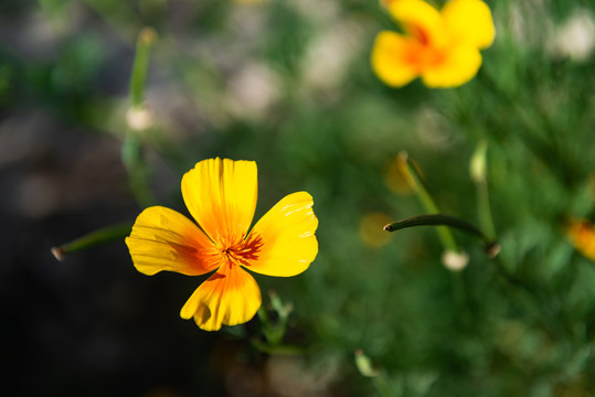 花菱草花朵特写