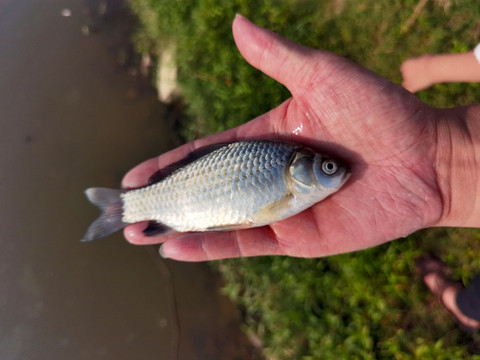 野生小鲫鱼