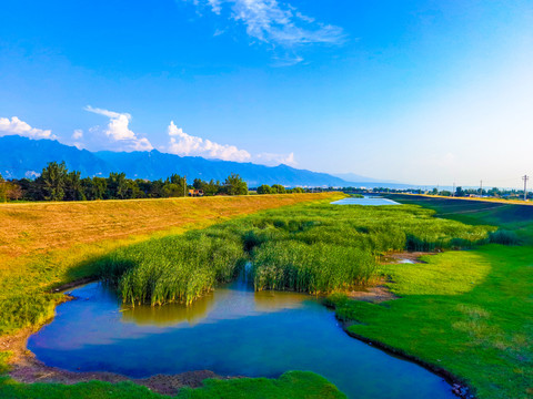 罗纹河湿地公园芦苇荡特写