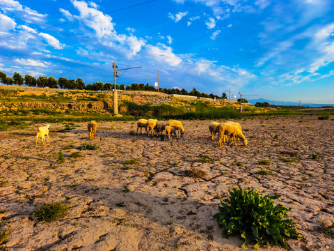 渭河平原牧羊场