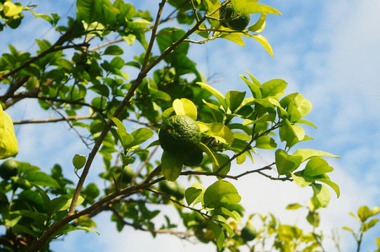 夏橙