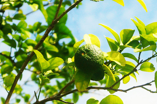 夏橙子