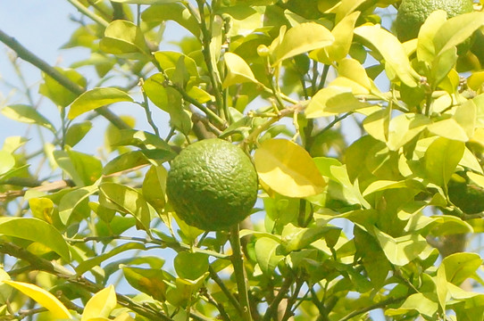 夏橙