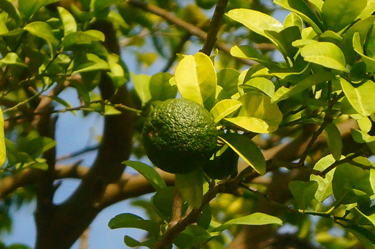 夏橙子