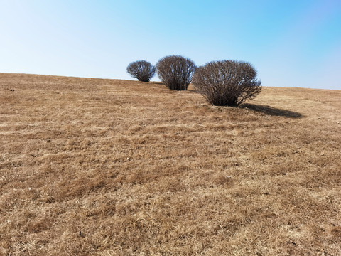 小树丛