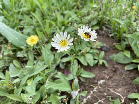 野菊花