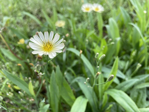 野菊花