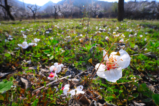 杏花满地