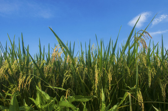 水稻稻谷丰收季