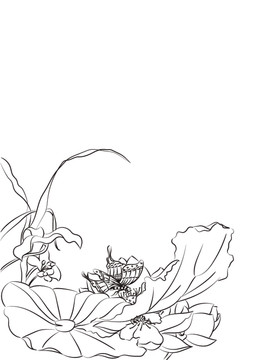 荷花插畫