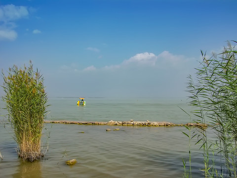 宁夏沙湖芦苇