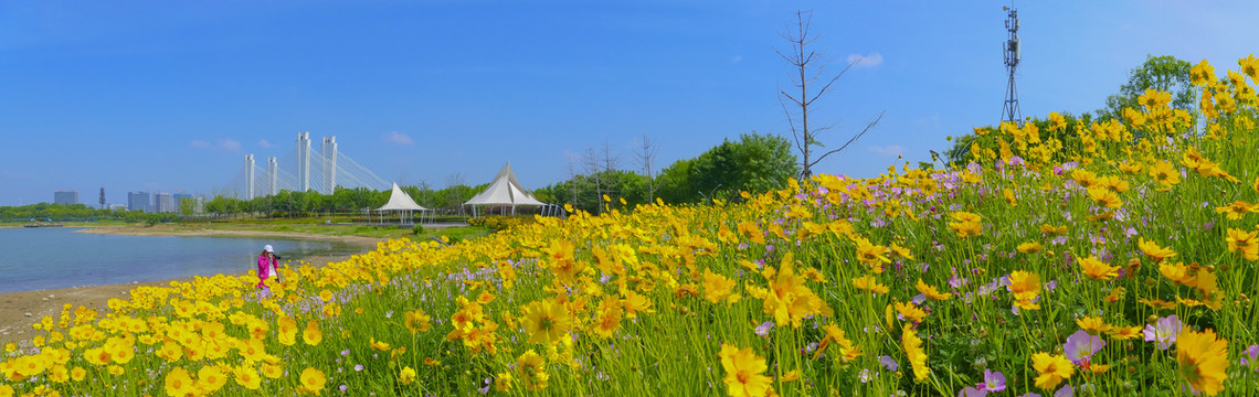 油菜花田