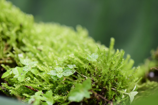 青苔绿色植物