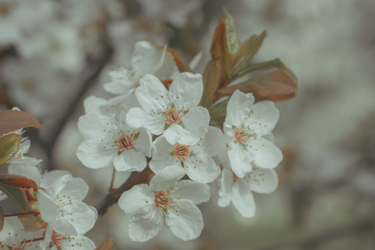 桃花