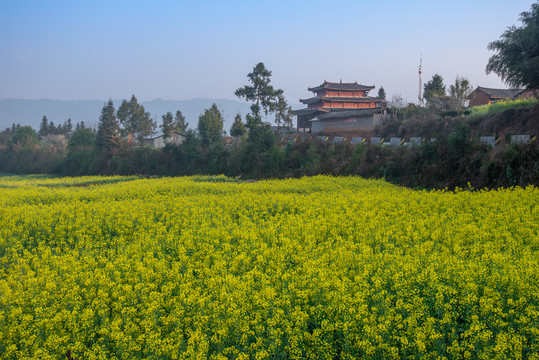 古寺花田