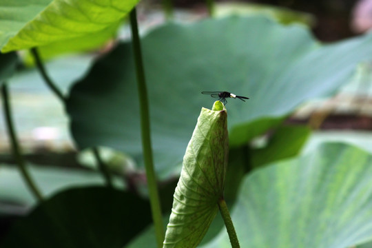 蜻蜓