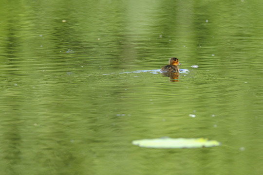 野鸭幼鸟崽荷间水中游