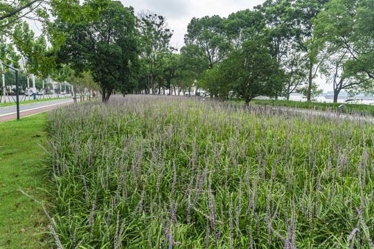 阔叶山麦冬