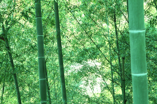 绿色竹林