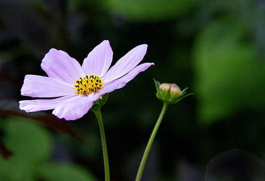 格桑花