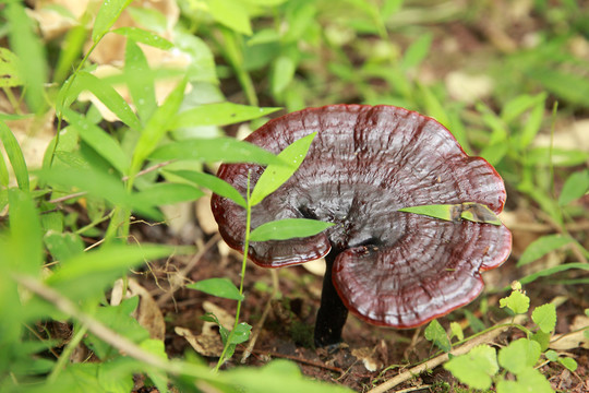 野生灵芝