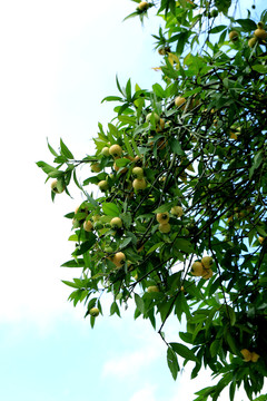 蒲桃树挂果