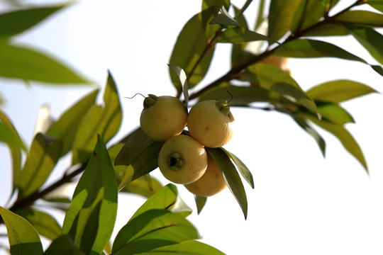 蒲桃树