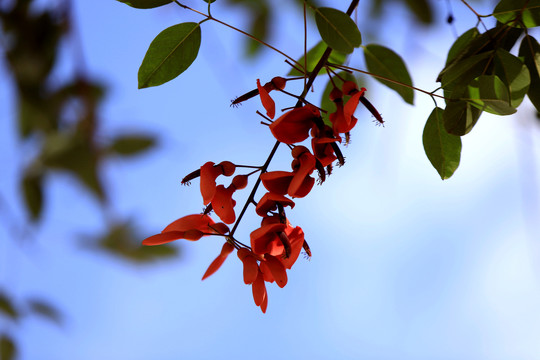 刺桐花