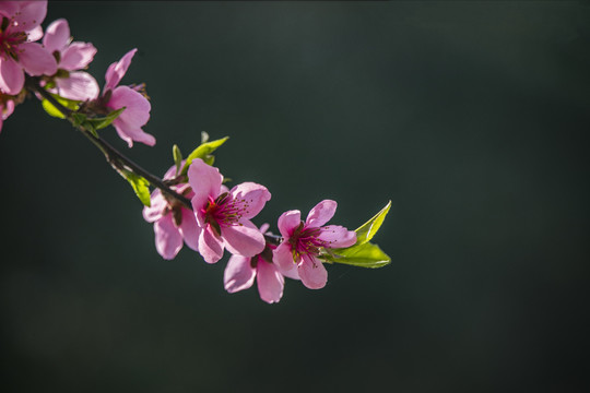 一枝桃花