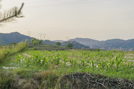 丘陵土地