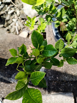 桅子花苞