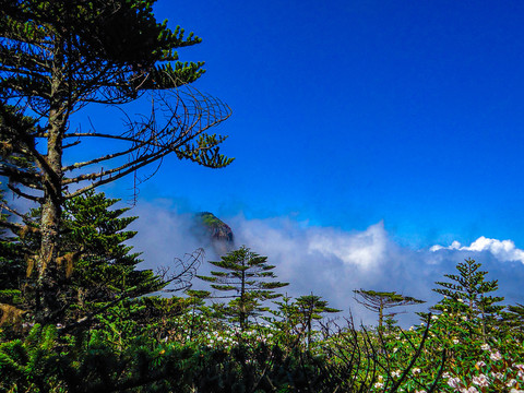 轿子山红土地