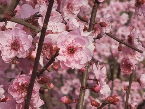 多姿的桃花