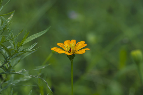 花卉素材黄色百日菊