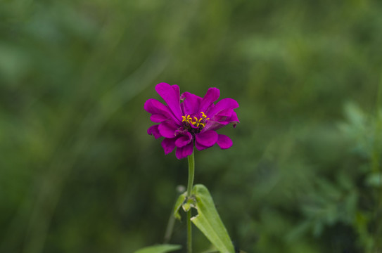 一朵紫色花儿百日菊