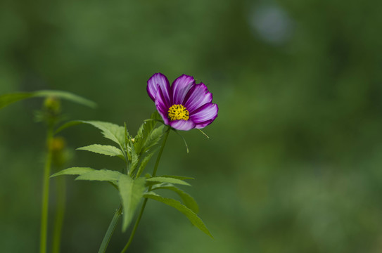 花卉特写紫色秋英