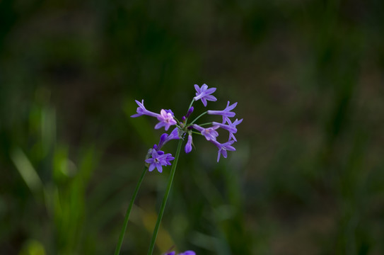 紫娇花