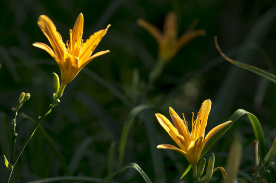 黄花菜金针花